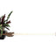 Cat Hammock Wall with Planter English Chestnut Bamboo Natural Canvas 24" Cat Hammock Catastrophic Creations