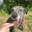 Beef Chips Dog Treats | Single-Ingredient Healthy Treats for Dogs Chip Farm To Pet