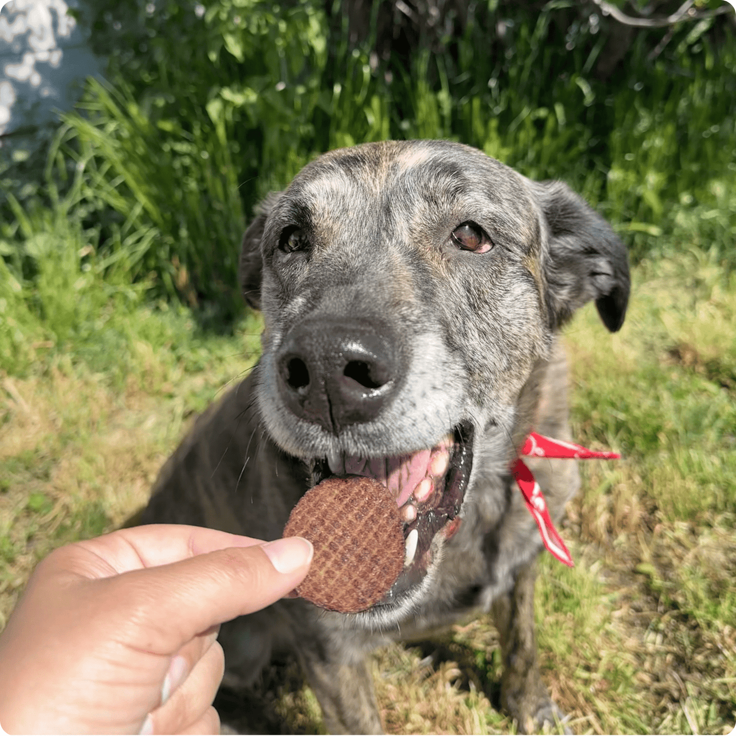 Beef Chips Dog Treats | Single-Ingredient Healthy Treats for Dogs Chip Farm To Pet
