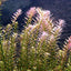 8 Species Aquarium Plants Bundle – Anacharis, Hornwort, Amazon Sword, Moneywort, Ludwigia and Cryptocoryne Aqua Leaf Aquatics