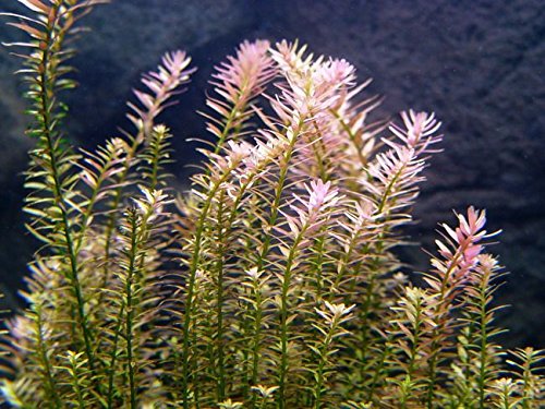 8 Species Aquarium Plants Bundle – Anacharis, Hornwort, Amazon Sword, Moneywort, Ludwigia and Cryptocoryne Aqua Leaf Aquatics