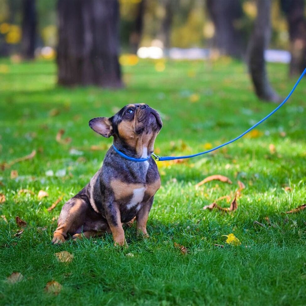Soft Leather Round Dog Collar Dog Collars Dogline