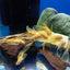L144 Blue Eye Lemon Bristlenose Pleco (Ancistrus sp) 4"+ BREEDING PAIR (ADULT LONGFIN) PLECO Danaqua Live Fish & More