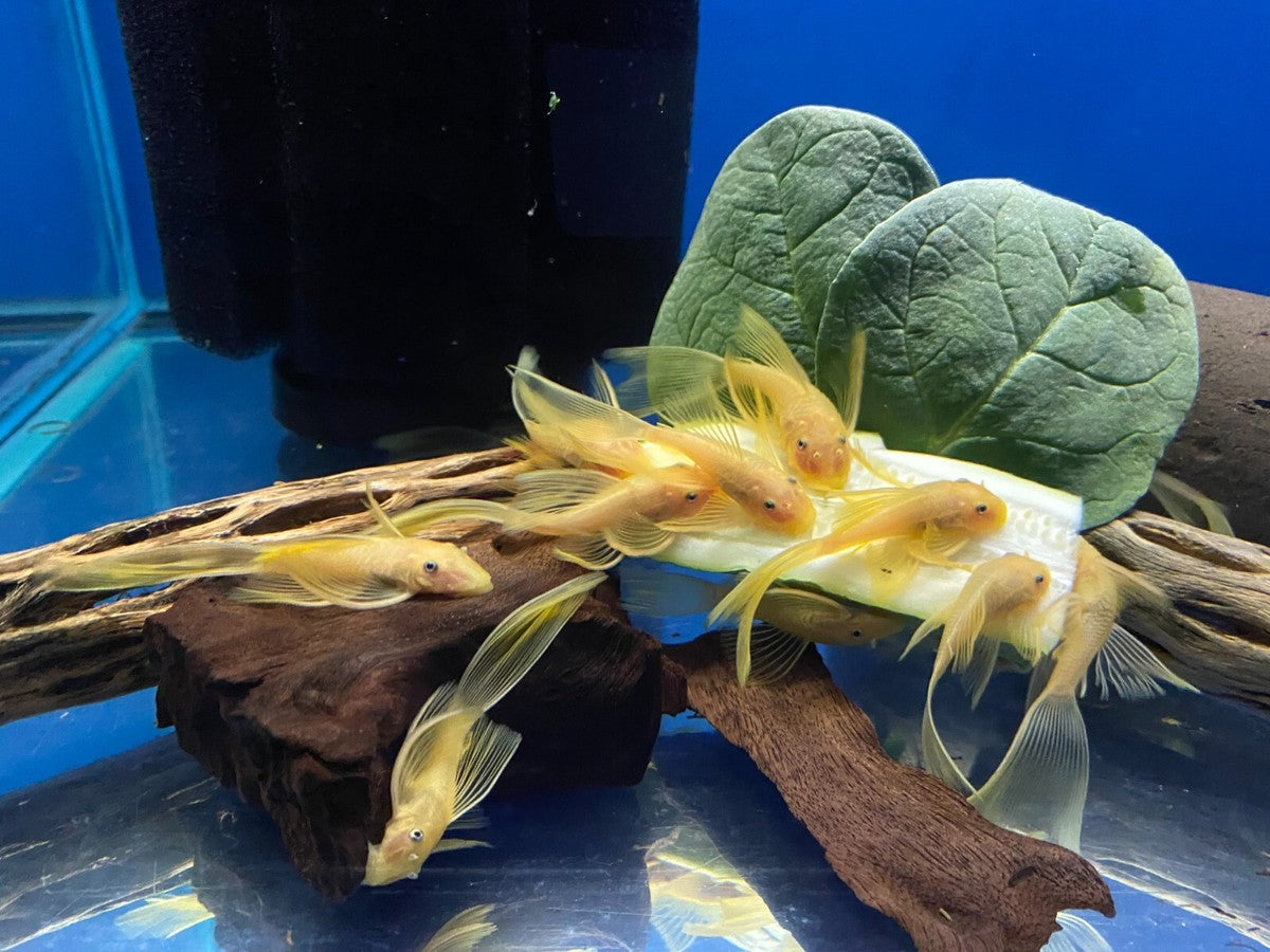 L144 Blue Eye Lemon Bristlenose Pleco (Ancistrus sp) 4"+ BREEDING PAIR (ADULT LONGFIN) PLECO Danaqua Live Fish & More