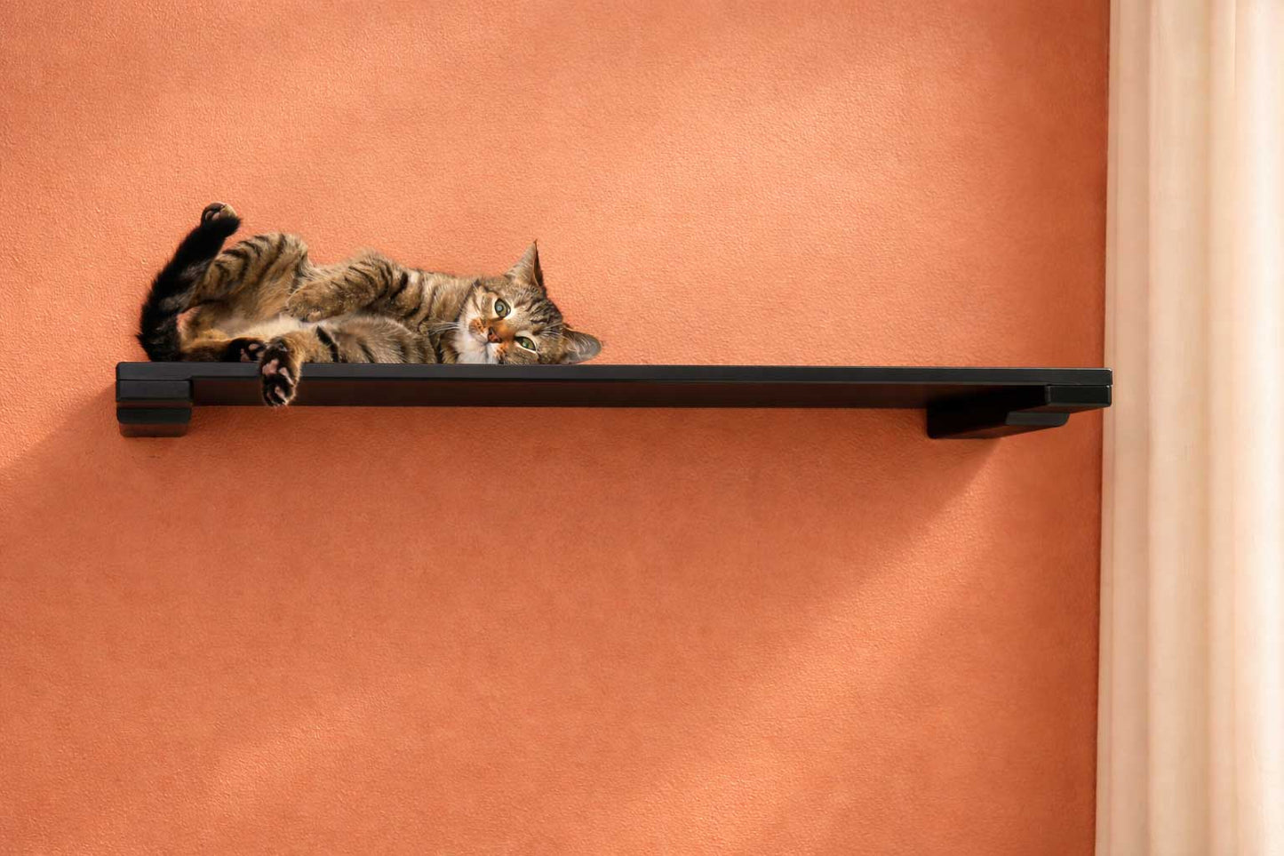 Wall Mounted Cat Shelf Cat shelves/bed Catastrophic Creations