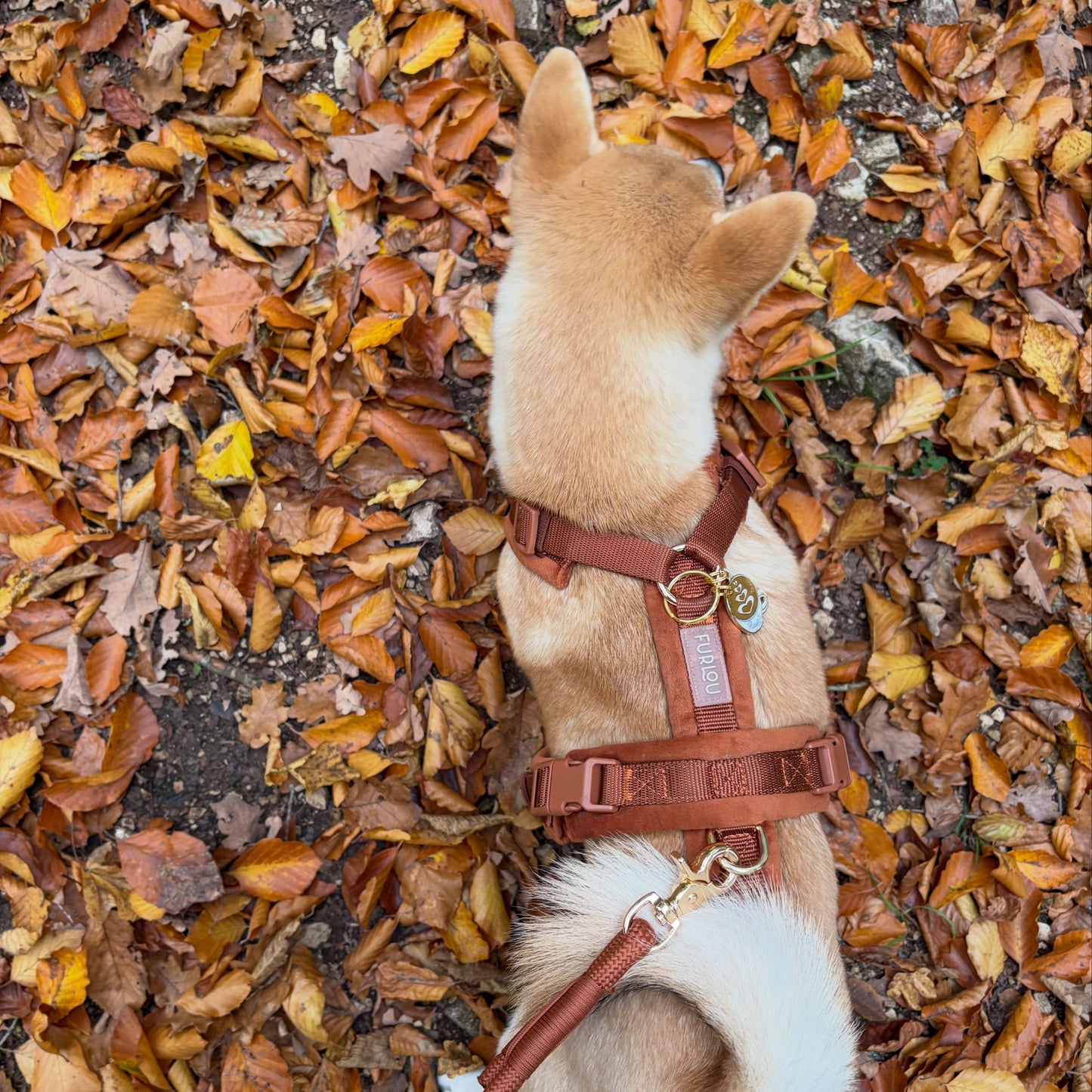 Clay - Velvet Dog Harness Velvet Harness FURLOU