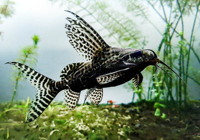 Synodontis angelicus (Angel Catfish) and Synodontis eupterus (Featherfin Catfish) CATFISH Danaqua Live Fish & More