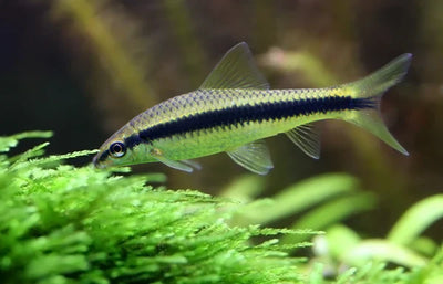 Siamese Algae Eater PLECO Danaqua Live Fish & More