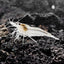 Snow Ball Shrimp SHRIMP Danaqua Live Fish & More