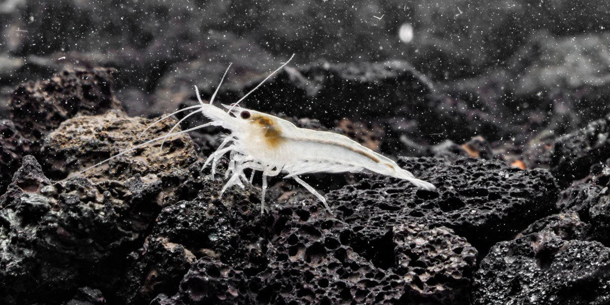 Snow Ball Shrimp SHRIMP Danaqua Live Fish & More