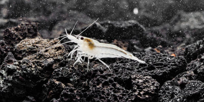 Snow Ball Shrimp SHRIMP Danaqua Live Fish & More