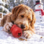 Snowman Dog Toy - Durable Winter Chew Toy for Large Dogs | USA Made Rubber Dog Toys SodaPup/True Dogs, LLC