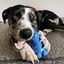 Bunny Nylon Chew Toy for Aggressive Chewers | Durable & USA Made Nylon Dog Toys SodaPup/True Dogs, LLC