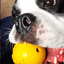 Industrial Dog Ball Rubber Chew Toy for Heavy Chewers | Yellow | USA Made | SodaPup Rubber Dog Toys SodaPup/True Dogs, LLC