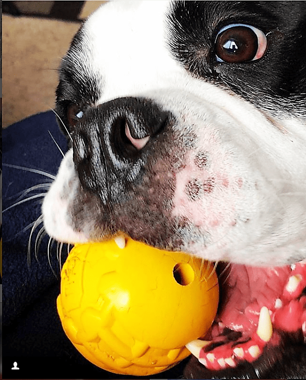 Industrial Dog Ball Rubber Chew Toy for Heavy Chewers | Yellow | USA Made | SodaPup Rubber Dog Toys SodaPup/True Dogs, LLC