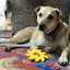 Circular Saw Blade Ultra Durable Nylon Dog Chew Toy Nylon Dog Toys SodaPup/True Dogs, LLC