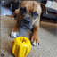 Gear eDispenser - Durable Rubber Yak Chew Holder & Treat Pocket | USA Made Rubber Dog Toys SodaPup/True Dogs, LLC