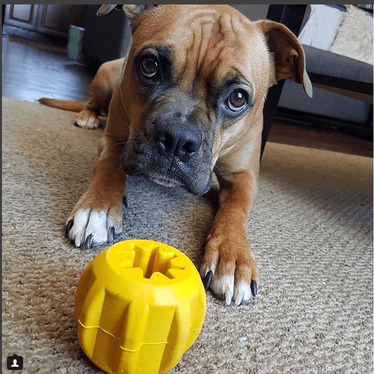 Gear eDispenser - Durable Rubber Yak Chew Holder & Treat Pocket | USA Made Rubber Dog Toys SodaPup/True Dogs, LLC
