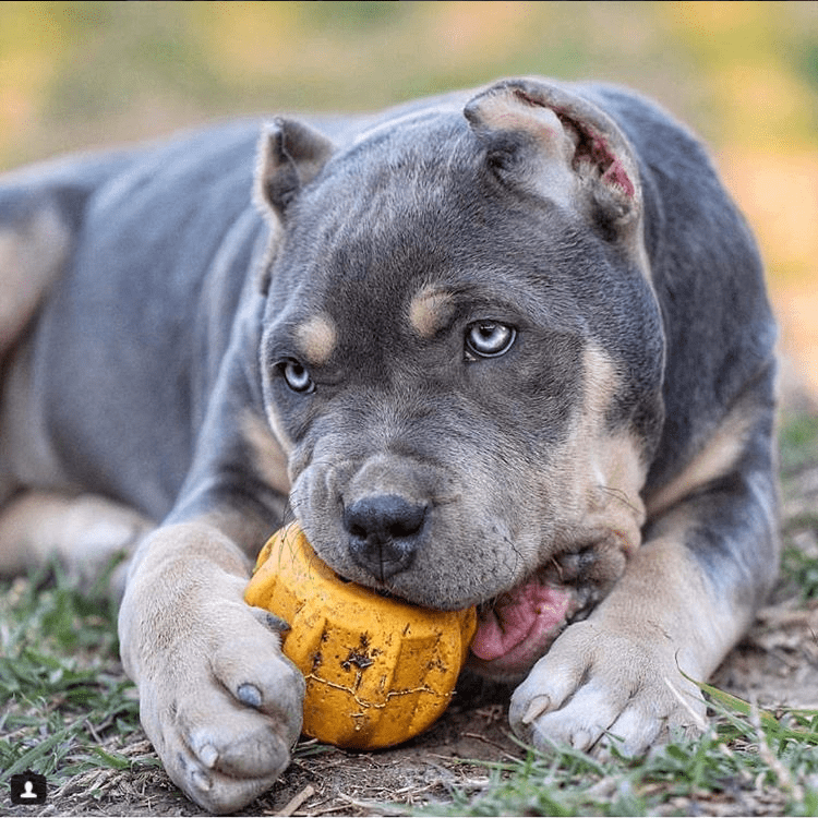 Gear eDispenser - Durable Rubber Yak Chew Holder & Treat Pocket | USA Made Rubber Dog Toys SodaPup/True Dogs, LLC