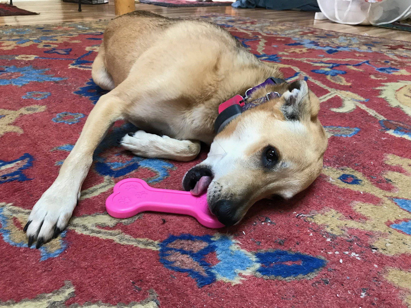 Bone eChew Ultra Durable Nylon Dog Chew Toy for Aggressive Chewers | USA Made Nylon Dog Toys SodaPup/True Dogs, LLC