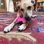 Bone eChew Ultra Durable Nylon Dog Chew Toy for Aggressive Chewers | USA Made Nylon Dog Toys SodaPup/True Dogs, LLC