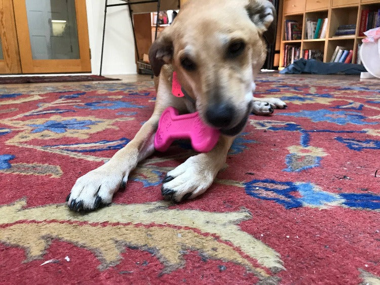 Bone eChew Ultra Durable Nylon Dog Chew Toy for Aggressive Chewers | USA Made Nylon Dog Toys SodaPup/True Dogs, LLC
