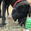Christmas Tree Dog Toy - Durable Rubber Chew Toy for Large Dogs | USA Made Rubber Dog Toys SodaPup/True Dogs, LLC