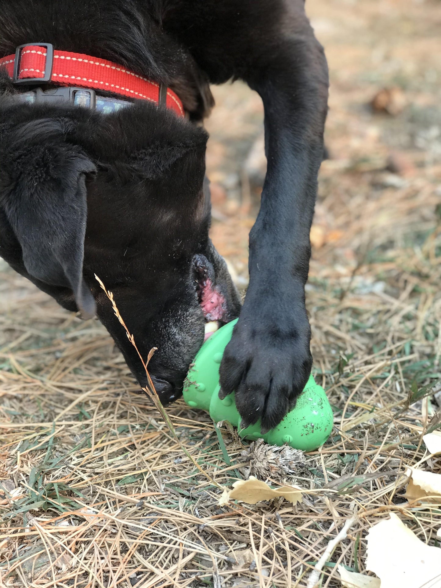 Christmas Tree Dog Toy - Durable Rubber Chew Toy for Large Dogs | USA Made Rubber Dog Toys SodaPup/True Dogs, LLC