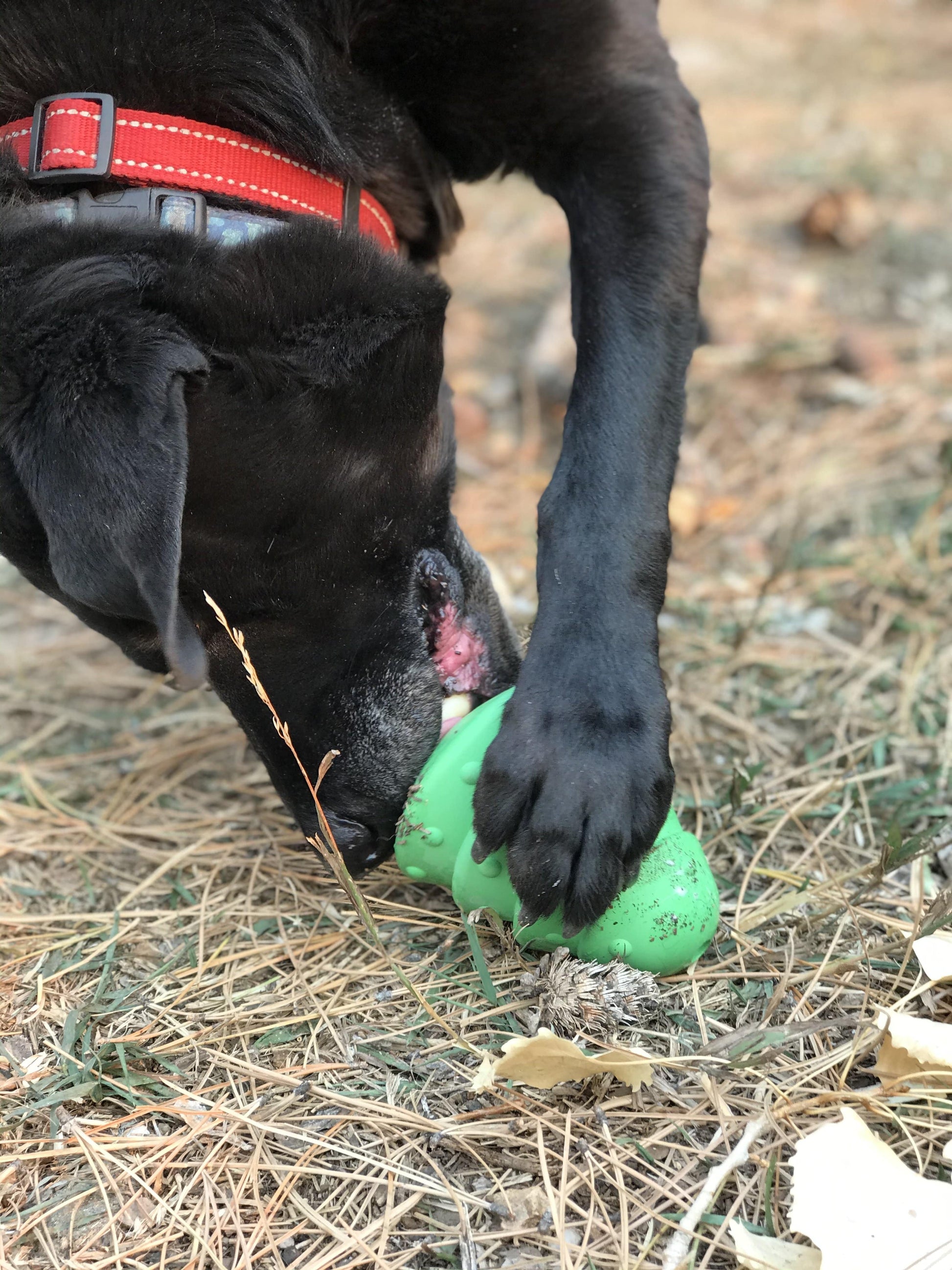 Christmas Tree Dog Toy - Durable Rubber Chew Toy for Large Dogs | USA Made Rubber Dog Toys SodaPup/True Dogs, LLC