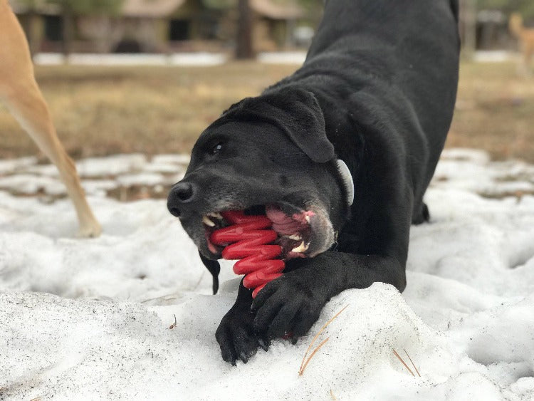 Christmas Tree Nylon Dog Chew Toy for Aggressive Chewers | USA Made & FDA Compliant Nylon Dog Toys SodaPup/True Dogs, LLC