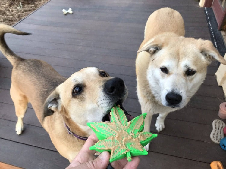 Colorado Maple Leaf Nylon Dog Chew Toy for Aggressive Chewers | USA Made Nylon Dog Toys SodaPup/True Dogs, LLC
