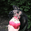 Cupcake eDispenser - Durable Rubber Chew Toy & Treat Dispenser | USA Made Rubber Dog Toys SodaPup/True Dogs, LLC