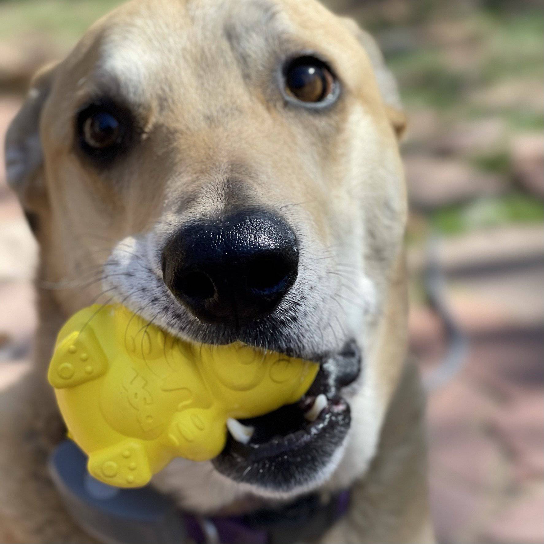 Honey Bear eDispenser - Durable Rubber Treat Dispenser for Dogs | USA Made Rubber Dog Toys SodaPup/True Dogs, LLC
