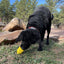 Honey Bear eDispenser - Durable Rubber Treat Dispenser for Dogs | USA Made Rubber Dog Toys SodaPup/True Dogs, LLC