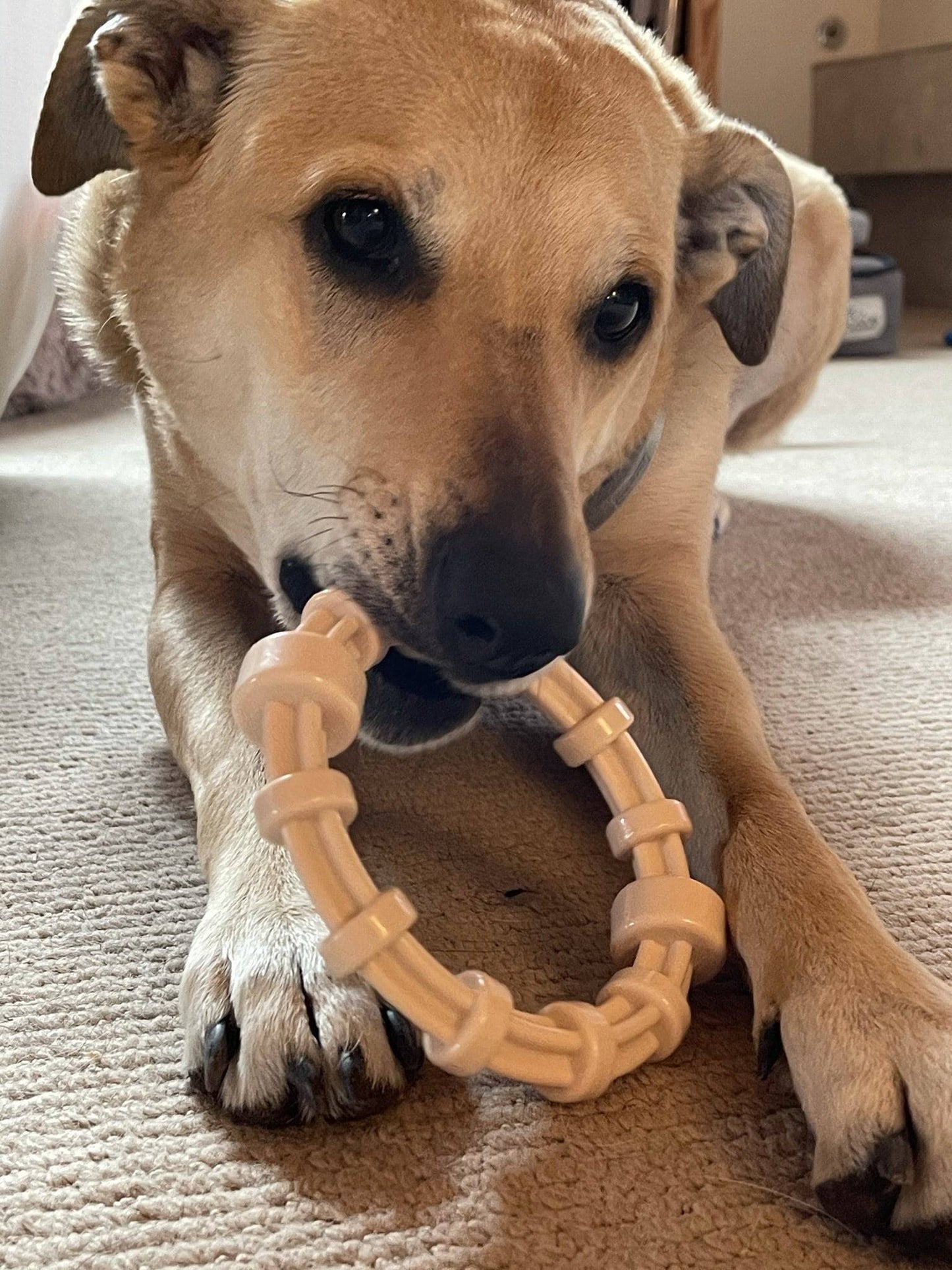 Chicken Flavored Teething Ring for Puppies & Aggressive Chewers | USA Made Nylon Dog Toys SodaPup/True Dogs, LLC