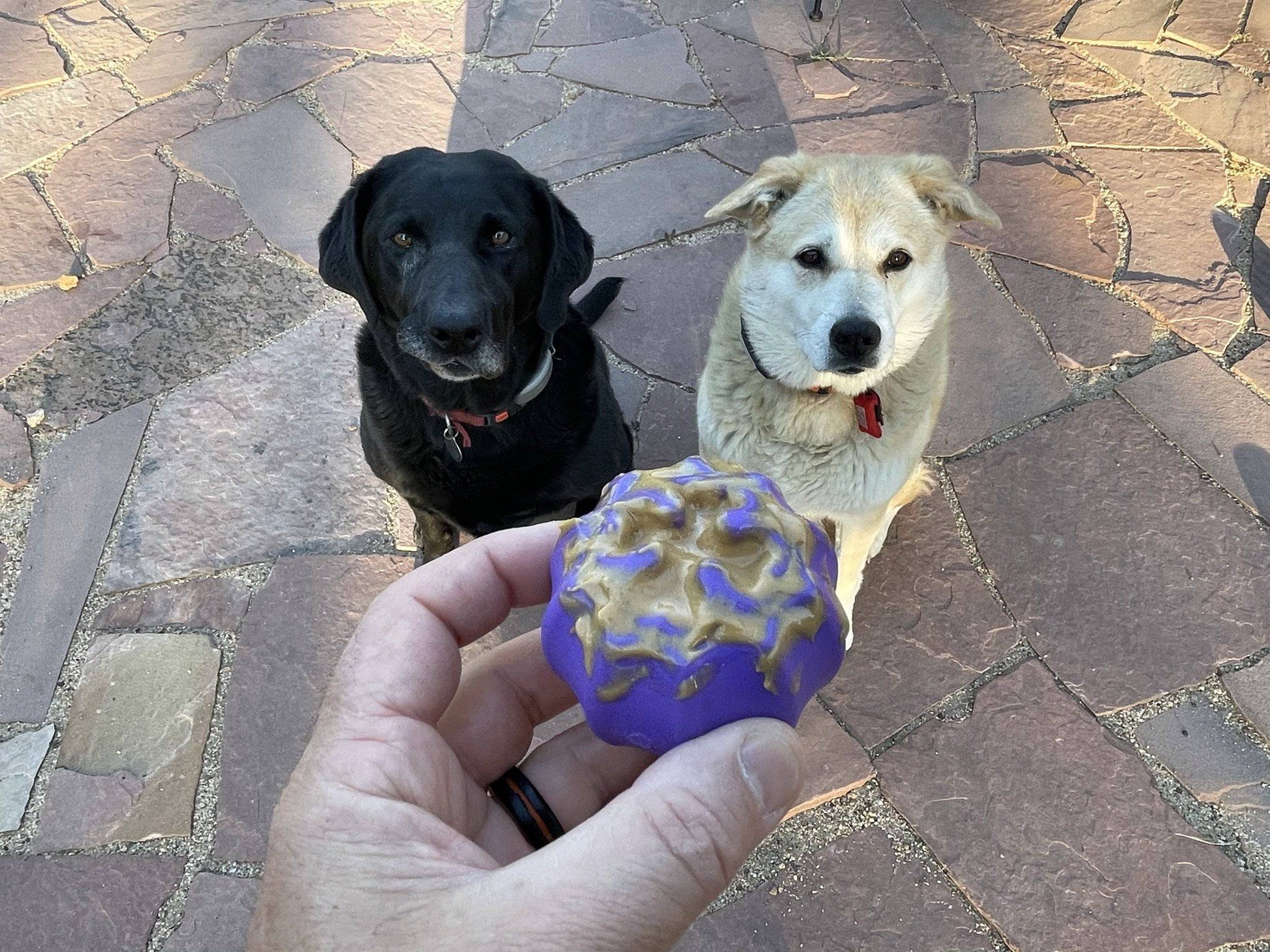 Cross Bones Bully Stick Holder &amp; Chew Toy for Heavy Chewers | Purple | USA Made Rubber Dog Toys SodaPup/True Dogs, LLC