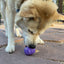 Cross Bones Bully Stick Holder &amp; Chew Toy for Heavy Chewers | Purple | USA Made Rubber Dog Toys SodaPup/True Dogs, LLC