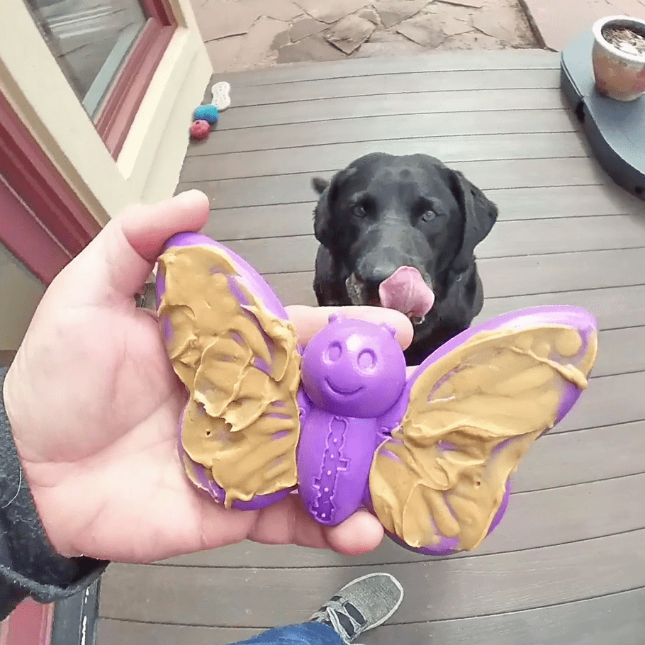 Butterfly Nylon Chew & Enrichment Toy | 2-in-1 for Aggressive Chewers | SodaPup Nylon Dog Toys SodaPup/True Dogs, LLC