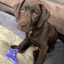 Butterfly Nylon Chew & Enrichment Toy | 2-in-1 for Aggressive Chewers | SodaPup Nylon Dog Toys SodaPup/True Dogs, LLC