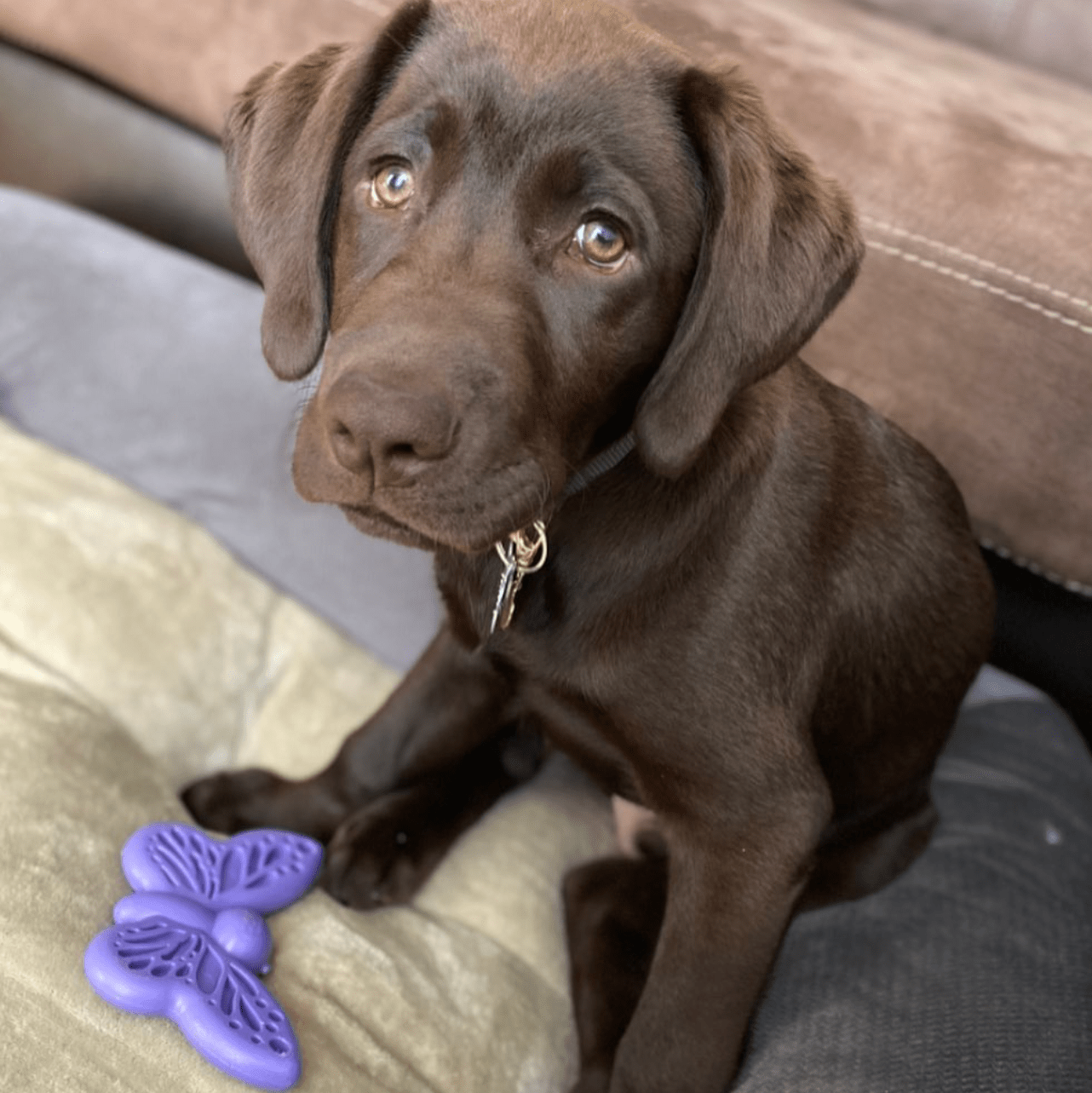 Butterfly Nylon Chew & Enrichment Toy | 2-in-1 for Aggressive Chewers | SodaPup Nylon Dog Toys SodaPup/True Dogs, LLC