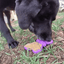 Butterfly Nylon Chew & Enrichment Toy | 2-in-1 for Aggressive Chewers | SodaPup Nylon Dog Toys SodaPup/True Dogs, LLC