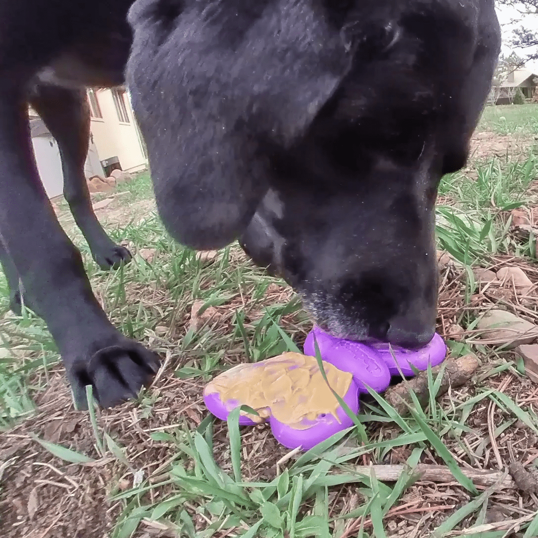 Butterfly Nylon Chew & Enrichment Toy | 2-in-1 for Aggressive Chewers | SodaPup Nylon Dog Toys SodaPup/True Dogs, LLC
