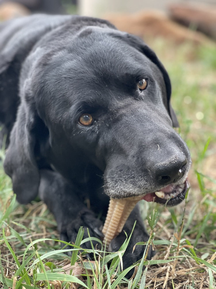 Honey Bone Dental Tower Nylon Chew Toy for Aggressive Chewers | USA Made Nylon Dog Toys SodaPup/True Dogs, LLC