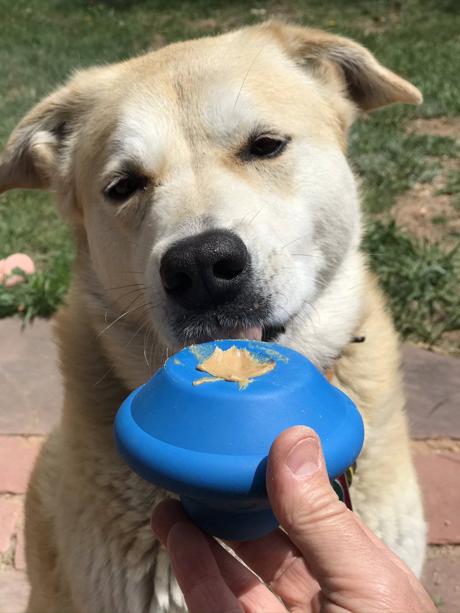 Flying Saucer Dog Toy - Durable UFO Chew Toy & Treat Dispenser | USA Made Rubber Dog Toys SodaPup/True Dogs, LLC