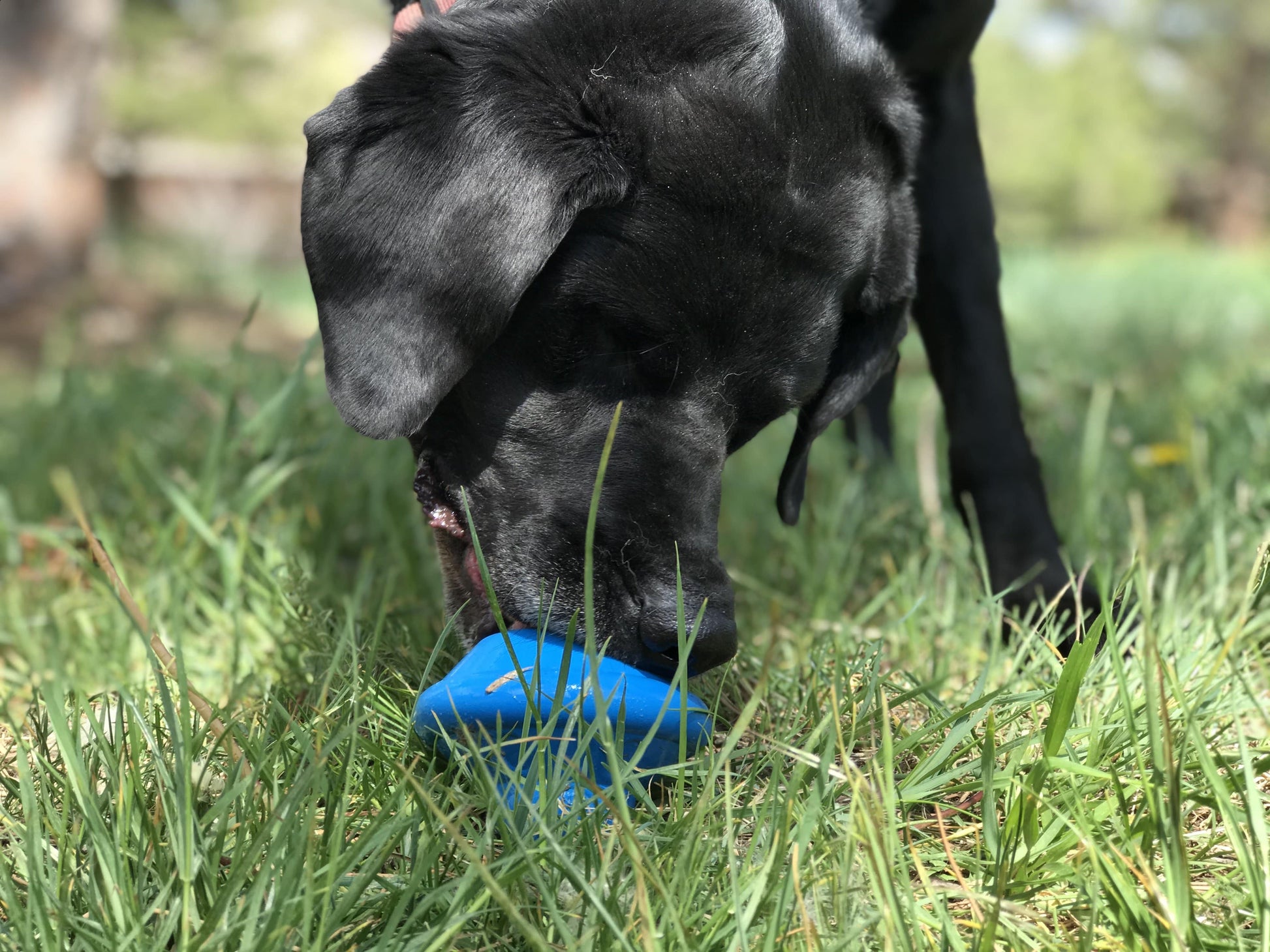 Flying Saucer Dog Toy - Durable UFO Chew Toy & Treat Dispenser | USA Made Rubber Dog Toys SodaPup/True Dogs, LLC