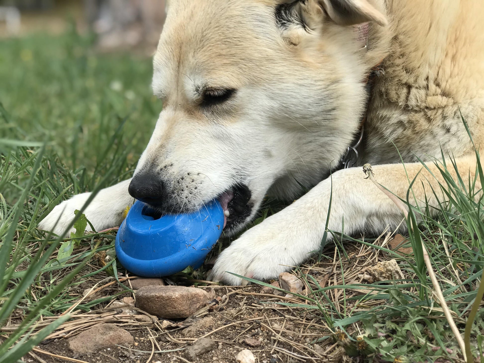 Flying Saucer Dog Toy - Durable UFO Chew Toy & Treat Dispenser | USA Made Rubber Dog Toys SodaPup/True Dogs, LLC