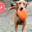 Bottle Top Flyer Rubber Frisbee for Dogs | Orange | Vet Approved | USA Made Rubber Dog Toys SodaPup/True Dogs, LLC