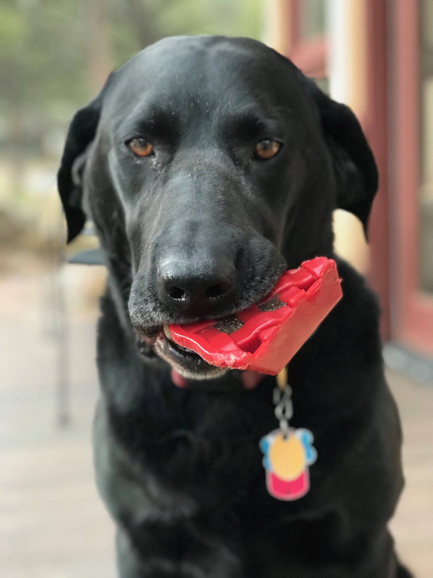Cherry Pie Nylon Dog Chew Toy for Aggressive Chewers | USA Made | SodaPup Nylon Dog Toys SodaPup/True Dogs, LLC