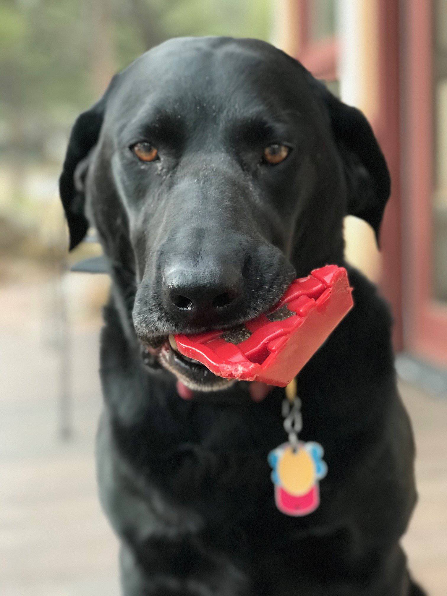Cherry Pie Nylon Dog Chew Toy for Aggressive Chewers | USA Made | SodaPup Nylon Dog Toys SodaPup/True Dogs, LLC