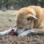 Cherry Pie Nylon Dog Chew Toy for Aggressive Chewers | USA Made | SodaPup Nylon Dog Toys SodaPup/True Dogs, LLC